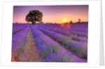 Lavender field at sunset by Assaf Frank